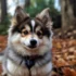 Where to Find Pomsky Dogs: A Comprehensive Guide to Pomsky Breeders and Adoption Options