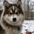 Where to Get a Pomsky Puppy: Top Places to Find Your Furry Companion