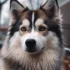 F1 Pomskies: Understanding The Mix And Their Personality Traits