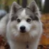 5 Reasons Why A Family Pomsky Is The Perfect Companion For Your Home