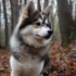Pomsky F2: Understanding The Second-Generation Pomskies