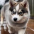 Available Pomsky Puppies For Adoption