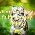 FAQs about Pomsky Chihuahua Mix