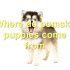 FAQs about Pomsky Size Chart