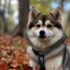 Where to Get a Pomsky Puppy: Top Places to Find Your Furry Companion