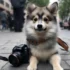 When were Pomskies First Bred? A Brief History of the Pomsky Breed