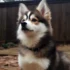 Pomsky Cachorro: Todo lo que necesitas saber sobre esta adorable raza
