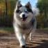 Buckeye Puppies: Finding Your Perfect Pomsky Companion