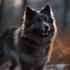 Where to Buy a Pomsky Dog: Tips for Finding the Perfect Breeder