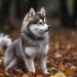 Where to Find Pomsky Puppies: A Comprehensive Guide
