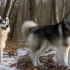 Achat Pomsky en France : Où trouver des éleveurs de Pomskies de qualité ?