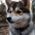Where to Buy Pomskies in the UK