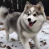 Cachorro Pomsky Preço: Quanto Custa um Pomsky no Brasil?