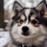 Where Can You Get a Pomsky? Your Ultimate Guide to Finding the Perfect Pomsky Companion