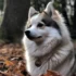 Where to Adopt a Pomsky: Tips and Resources for Finding Your Perfect Companion