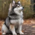 Where to Buy Pomskies: Tips for Finding the Perfect Pomsky Companion