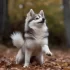Where to Buy a Pomsky Dog: Your Ultimate Guide to Finding the Perfect Pomsky Puppy