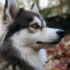 Where to Buy Pomsky Puppies: Top 5 Places to Find Your Perfect Companion