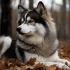 Where to Buy a Pomsky Dog: Tips for Finding the Perfect Breeder