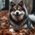 Teacup Pomsky Breeder: How to Find the Perfect Pomsky for You