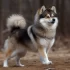 Understanding Adult Pomsky Weight: What to Expect as Your Pomsky Grows Up