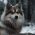 Get Ready for the Next Year with Our 2020 Pomsky Calendar