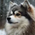 Free Pomsky Puppies: Where to Find Them and What to Know