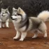 Where to Buy Pomskies: Tips for Finding a Reputable Breeder