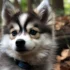 Where to Get a Pomsky: A Guide to Finding Reputable Breeders