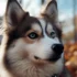 Where to Find Pomsky Dogs: A Comprehensive Guide to Pomsky Breeders and Adoption Options