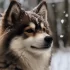 Pomsky Breeders in the Netherlands