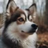 Where Can I Find a Pomsky? Your Ultimate Guide to Adopting a Furry Friend