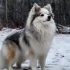 Where to Buy Pomskies: Tips for Finding the Perfect Pomsky Companion