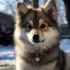 Where to Find a Pomsky: Top Places to Look for the Perfect Pomsky Puppy
