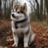 Where to Get a Pomsky: A Guide to Finding Reputable Breeders