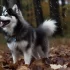 Where to Purchase a Pomsky: Top Places to Find Your Furry Friend