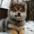 Where to Find Pomskies Near Me for Adoption