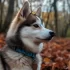 Top Pomsky Breeders in Ohio
