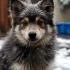 FAQs about Pomsky Puppies for Sale California