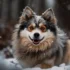 Rare Pomsky Colors: Everything You Need to Know About These Unique Hybrid Dogs