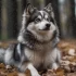 Your Guide to Raising a 13 Week Old Pomsky: Tips for Training and Socialization