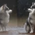 25-75 Pomsky Full Grown: Understanding the Size and Appearance of this Adorable Breed
