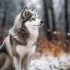 4 Questions to Ask Before Purchasing a Pomsky: Ensuring You Get a Cute and Healthy Companion
