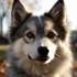 Where to Find Pomsky Puppies: Tips for Finding a Reputable Breeder