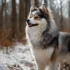 I Want a Pomsky: Understanding the Personality Traits of This Adorable Designer Breed