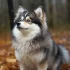 Pomsky Puppies for Sale in North Carolina