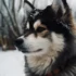 Whistle Hill Pomskies: The Ultimate Guide to Raising Happy and Healthy Pomskies