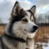 Where to Find Pomsky Puppies: Tips for Finding a Reputable Breeder
