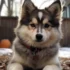 Where Can You Get a Pomsky? Your Ultimate Guide to Finding the Perfect Pomsky Companion