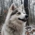 Discover the Adorable Pomsky Puppies for Sale on PuppyFind